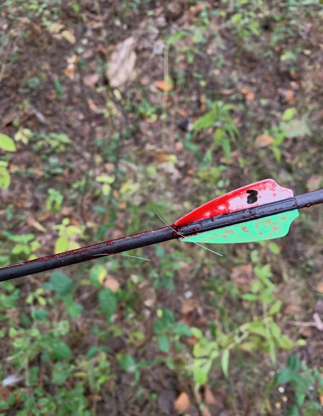 Carbon Express and Gold Tip arrows