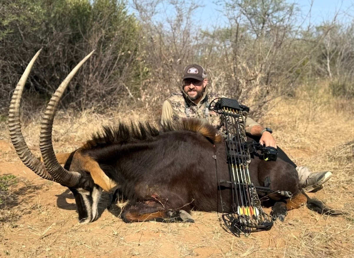Man in camouflage gear sitting behind a large hunted sable antelope with a bow resting on the animal, in dry brushland.