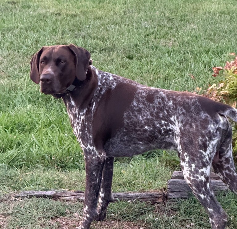 Wilbur the dog standing in the grass